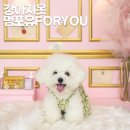 멍포유 이미지