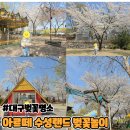 아르떼 수성랜드 34개월 아이와 벚꽃놀이 솔직후기