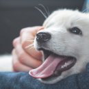 24시 숨 동물병원 이미지