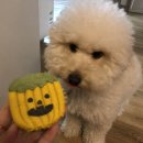 똥강아지 이미지