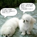 댕기랑