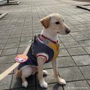 효창동물병원 | 강아지 정보 | 3살 강아지 첫 스케일링 후기 및 비용 f. 펫 동물병원