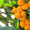 비파나무집 이미지