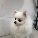 꽃다비펫 이미지