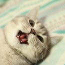 랙돌캐터리올리비아 이미지