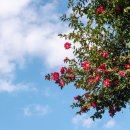 인제목장 이미지