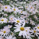 가평생활체육공원 | 제3회 가평군 북면 어울림 장터 가평 생활체육공원 북면의 가을밤 축제 기념품증정