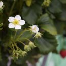 금반농장 이미지