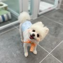 사개절 펫살롱 이미지