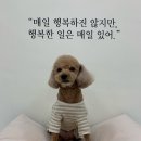 비마인 독 이미지