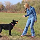 강아지산책 이미지