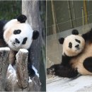 데굴데굴