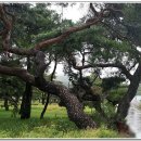 소나무풍경 이미지