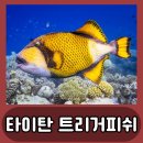 트리거 피쉬 (Triggerfish) | 타이탄트리거피쉬: 산호초 속 화려한 강자