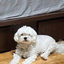 살롱드뚜뚜 이미지