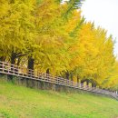 곡교천길 이미지