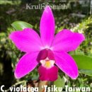 Cattleya violacea ('Muse' FCC/AOS × 'TSIku Taiwan ' SM/TOGA) 이미지