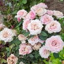 대광농장2 이미지