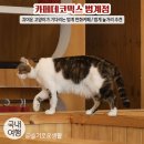 카페데코믹스범계점 | 범계역 놀거리 / 카페데코믹스 범계점 / 귀여운 고양이가 많은 범계 만화카페 놀거리