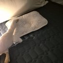 한미세탁 | 한미메리노 &amp; 롤베이비 loT 인공지능 탄소매트 후기