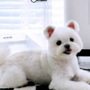 오투산소방 이미지