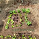 원예,미술치유 이미지