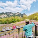 상계주공7단지.광림교회앞 | 불암산 철쭉제 주차 및 실시간 개화상황과 만개시점