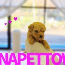 토이켄넬 이미지