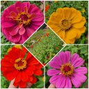 옥정호구절초테마공원 | 옥정호 구절초테마공원 방문 후기