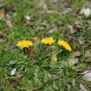 서양민들레 Taraxacum officinale F.H.Wigg. 이미지