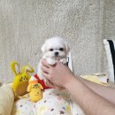 광주강아지분양 고양이분양 펫왕국 이미지
