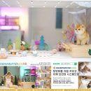 골든스웨터 캐터리 | 의왕고양이분양 골든스웨터에서 얻은 우리 가족의 행운