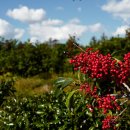 제주블랑 이미지