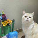 명음약국 | 펫생각 특허받은 캣 프로바이오틱스🐱