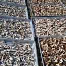 산골버섯 이미지