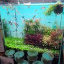 세븐일레븐 원주개운상지점 | 원주 수족관 카페 아쿠아237 물고기 관상어 수조 관람 후기