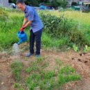 이기석농장 | [주말농장일지(8/19,토)]부추 이식 및 가시오이와 상추를 정식하다