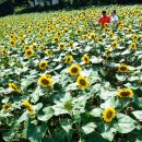 번영로농장 이미지