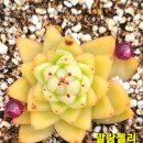 솔레미오 이미지