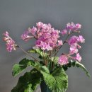 캣츠나비 이미지