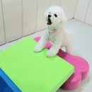 멍찌애견유치원 이미지