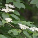 운봉읍 산덕마을 이미지