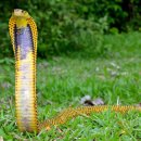 케냐에서 10대 소녀, 사자 공격으로 참변 자연계에서 가장 위험한 생물들이 서식하는 나라들 이미지