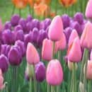 동백 죽전대로 이미지