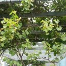 소희꽃농원 이미지