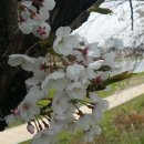오수시장 Daum카페