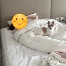 하프로당구장 | 진도 쏠비치💙 | 펫프렌들리 스위트룸, 클린룸 | 여기가 추가금파티?🔥| 올인다이닝 랍스터&amp;맥주 | 34...
