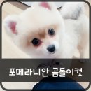 퍼피스캔들 이미지