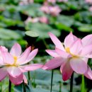 삼지연못 이미지