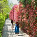 청산 단풍나무길 이미지